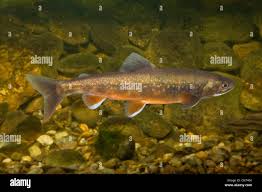 Image result for Salvelinus alpinus oquassa
