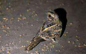 Attēlu rezultāti vaicājumam “Caprimulgus europaeus eggs”