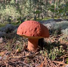 Attēlu rezultāti vaicājumam “Boletus pinophilus”