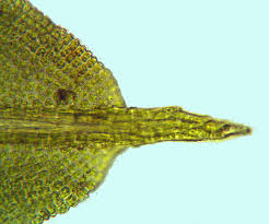 Attēlu rezultāti vaicājumam “Barbula unguiculata”