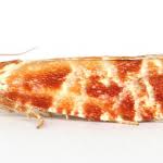 Attēlu rezultāti vaicājumam “Rhyacionia pinicolana”