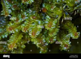 Attēlu rezultāti vaicājumam “Diplophyllum albicans”