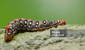 Attēlu rezultāti vaicājumam “Nematus salicis larva”