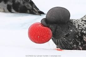 Image result for Cystophora cristata