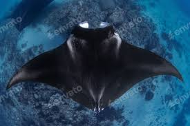 Image result for Mobula birostris