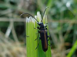 Attēlu rezultāti vaicājumam “Anogcodes melanurus”
