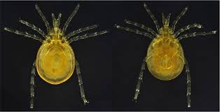Attēlu rezultāti vaicājumam “Hydrachna”