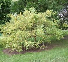 Attēlu rezultāti vaicājumam “Fraxinus excelsior Pendula bud”