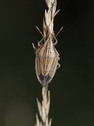 Attēlu rezultāti vaicājumam “Aelia acuminata”