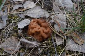 Attēlu rezultāti vaicājumam “Gyromitra gigas”