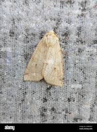 Attēlu rezultāti vaicājumam “Enargia paleacea”