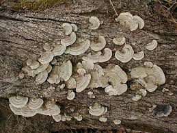 Attēlu rezultāti vaicājumam “Trametes hirsuta”