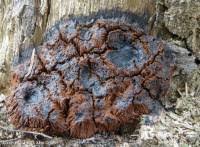 Attēlu rezultāti vaicājumam “Symphytocarpus flaccidus stalked”