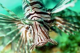 Image result for Pterois volitans