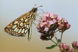Attēlu rezultāti vaicājumam “Heteropterus morpheus underside”