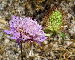 Attēlu rezultāti vaicājumam “Dipsacaceae”