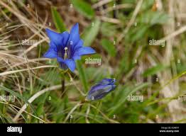 Image result for Enzian