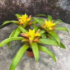 Картинки по запросу гусмания