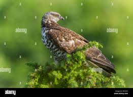 Attēlu rezultāti vaicājumam “Pernis apivorus”