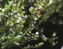 Attēlu rezultāti vaicājumam “Gymnocolea inflata”