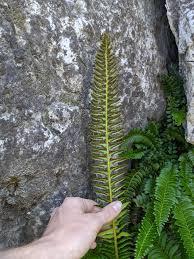 Attēlu rezultāti vaicājumam “Polystichum lonchitis”