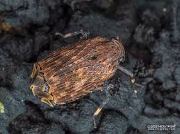 Attēlu rezultāti vaicājumam “Fuligo licentii macro”