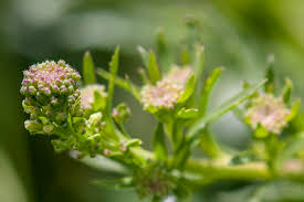 Attēlu rezultāti vaicājumam “Lepidium densiflorum flower”