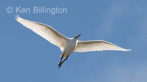 Attēlu rezultāti vaicājumam “Egretta garzetta”