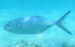 Image result for Caranx crysos