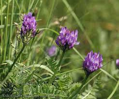 Attēlu rezultāti vaicājumam “Astragalus danicus leaf”