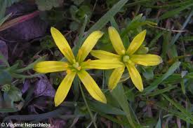 Attēlu rezultāti vaicājumam “Gagea lutea”