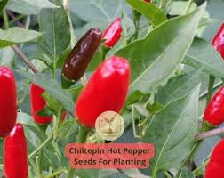 Afbeeldingsresultaat voor numex chimayo hot pepper