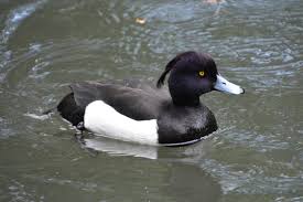 Attēlu rezultāti vaicājumam “Aythya fuligula female”