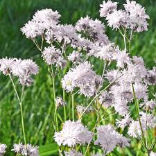Image result for Lychnis flos-cuculi