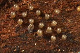 Attēlu rezultāti vaicājumam “Miltochrista miniata”