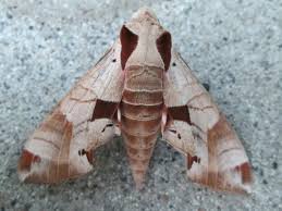 Image result for hawk moth