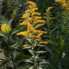 Attēlu rezultāti vaicājumam “Solidago canadensis”