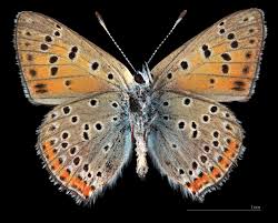 Attēlu rezultāti vaicājumam “Lycaena alciphron male”
