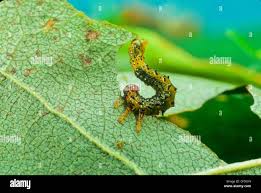 Attēlu rezultāti vaicājumam “Tenthredo mandibularis larva”