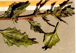 Attēlu rezultāti vaicājumam “Chenopodium rubrum leaf”