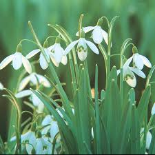Attēlu rezultāti vaicājumam “Galanthus nivalis flower”