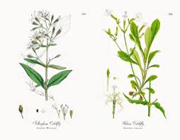 Attēlu rezultāti vaicājumam “Silene nutans”