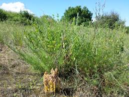 Attēlu rezultāti vaicājumam “Orobanche coerulescens bud”