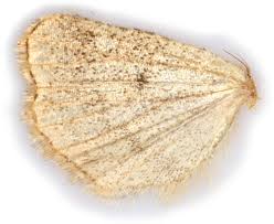 Attēlu rezultāti vaicājumam “Pseudeustrotia candidula”