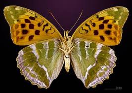 Attēlu rezultāti vaicājumam “Argynnis paphia larva”