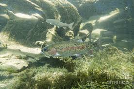 Image result for Oncorhynchus mykiss