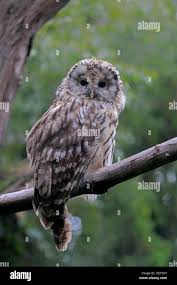 Attēlu rezultāti vaicājumam “Strix uralensis adult”