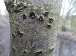 Attēlu rezultāti vaicājumam “Diatrype disciformis”