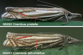 Attēlu rezultāti vaicājumam “Crambus pratella”