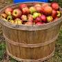 "cider making" recipes from www.almanac.com